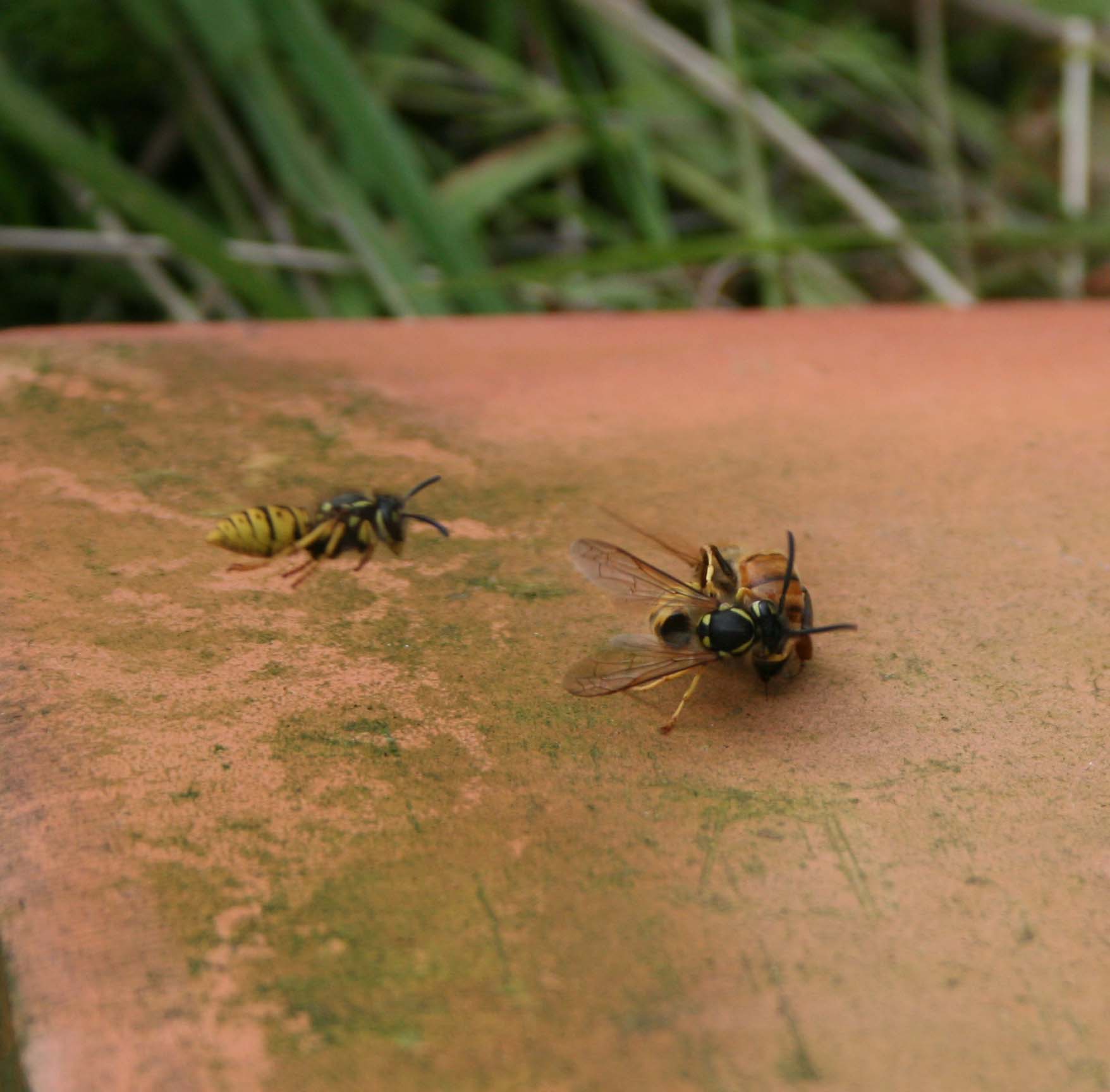 wasps-attacking-bees 034a.jpg